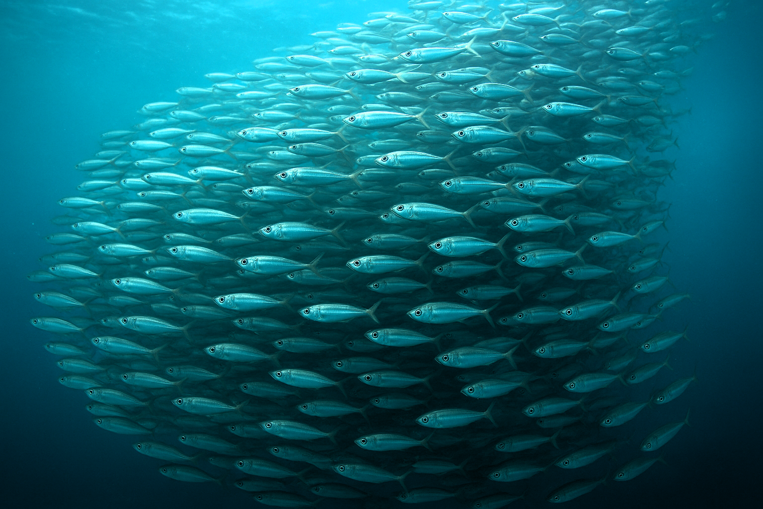Sardinen | Sardines 
